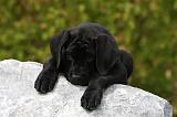 CANE CORSO 850